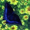 Swallowtail and Yellow Flowers - Oils on Canvas