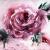 Light Watercolor Rose