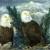 The Eagles Nest