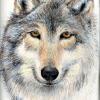 Kusku (Wolf) - Colored Pencils
© Kathryn A. Barnes, artist