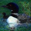 Loons - Oils on canvas
© Kathryn A. Barnes, artist