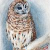 Winter Berry Owl - Mixed Media
© Kathryn A. Barnes, artist