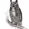 Owl in Pen and Ink
© Kathryn A. Barnes, artist