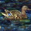 Mallards - Oils on Canvas
© Kathryn A. Barnes, artist