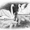 Wild Swans - Pen and Ink
© Kathryn A. Barnes, artist